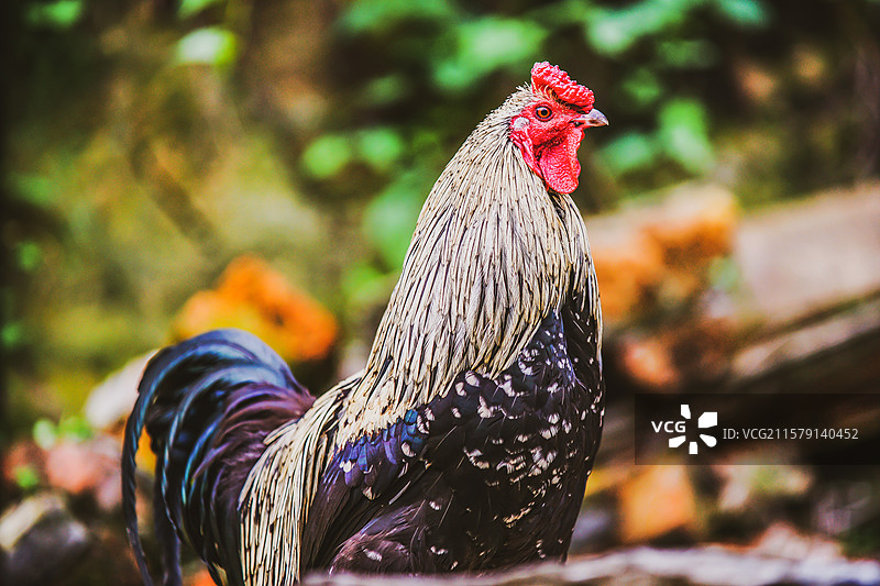 侗寨里的鸡图片素材