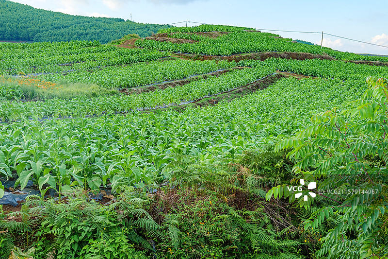烟草种植基地图片素材