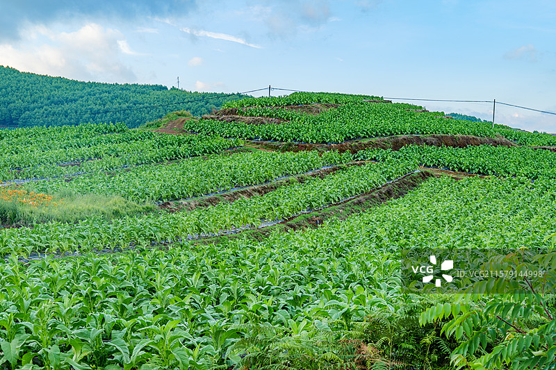 烟草种植基地图片素材