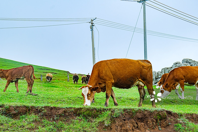 草原上的黄牛在吃草图片素材