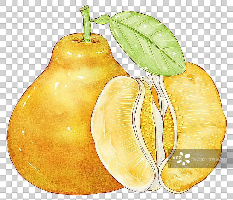 柚子插画元素图片素材