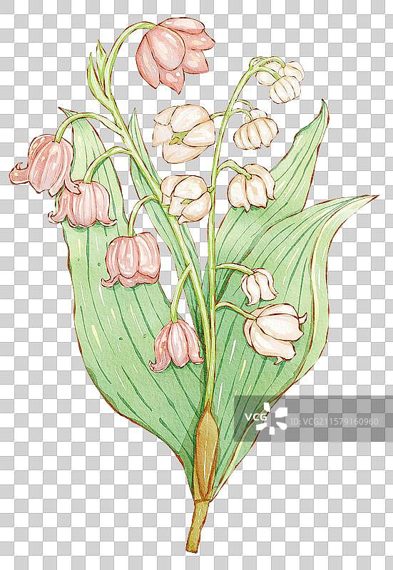 铃兰花插画图片素材
