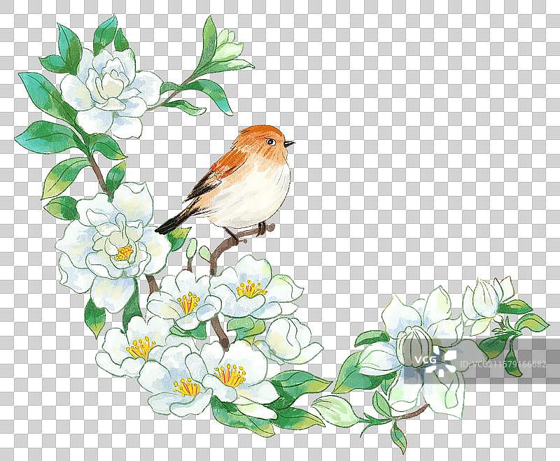 栀子花图片素材