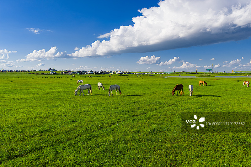 草原牧场风景马群吃草图片素材