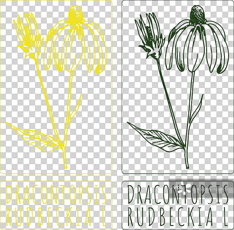 手绘的龙舌兰属植物图片素材