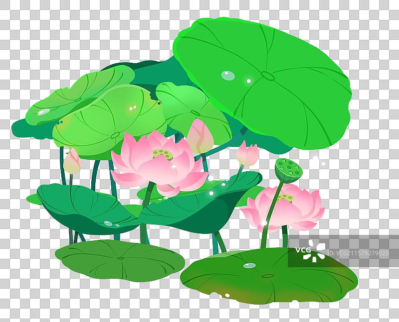 盛开的一丛荷花荷叶莲蓬莲花图片素材