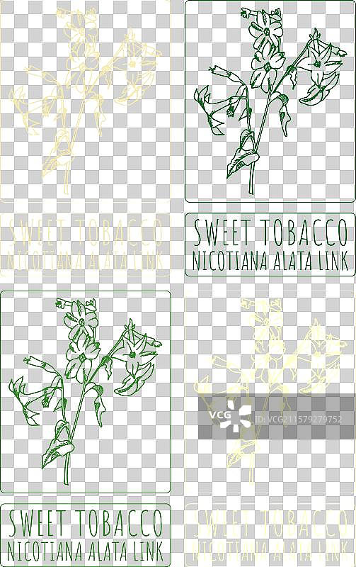 各种颜色的甜烟草绘画集图片素材