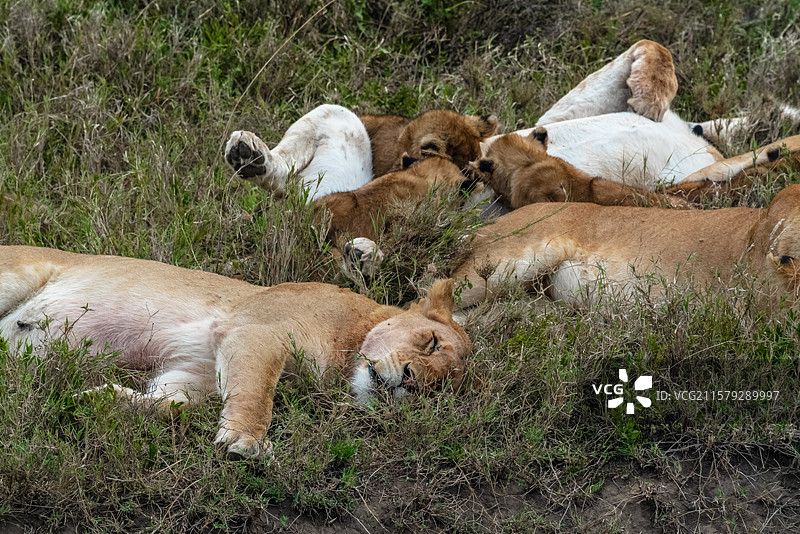 塞伦盖蒂国家公园，休息中的狮群图片素材