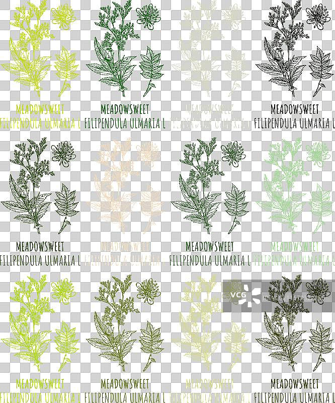 各种颜色的草地花绘画集图片素材