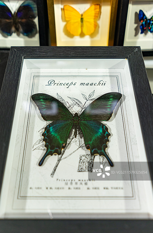 中国野生动物拍摄主题，陈列柜展示盒各种蝴蝶品种的标本架装饰品艺术品相框裱起来展示，室内无人图像摄影图片素材