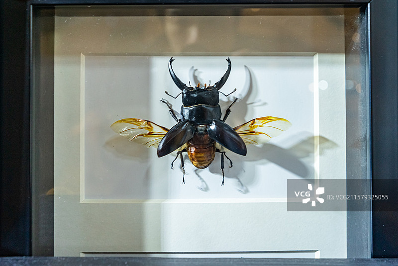 中国野生动物拍摄主题，陈列柜展示盒标本架金龟科南洋大兜虫装饰品艺术品相框展示，室内无人图像摄影图片素材
