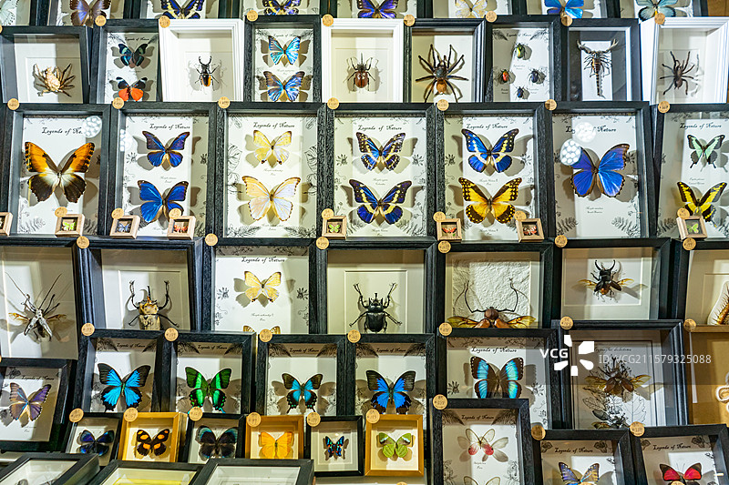中国野生动物拍摄主题，陈列柜展示盒各种蝴蝶品种的标本架装饰品艺术品相框裱起来展示，室内无人图像摄影图片素材