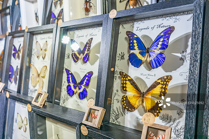 中国野生动物拍摄主题，陈列柜展示盒各种蝴蝶品种的标本架装饰品艺术品相框裱起来展示，室内无人图像摄影图片素材