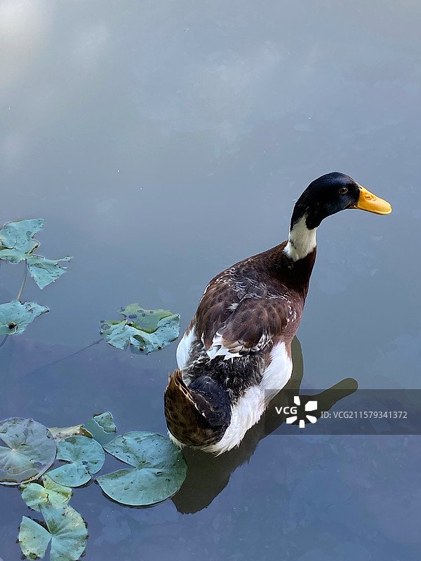 湖中一只快乐的绿头鸭图片素材