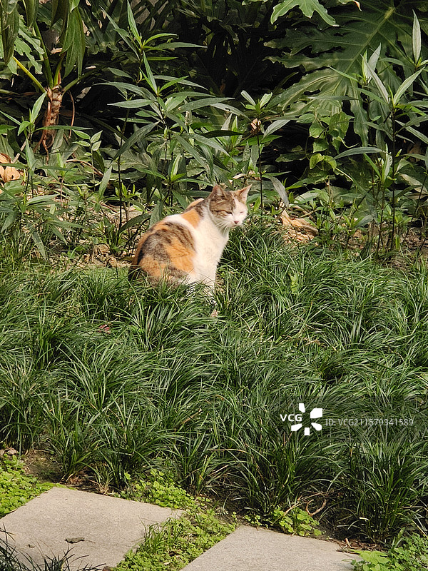 草坪猫猫三花猫彩狸图片素材