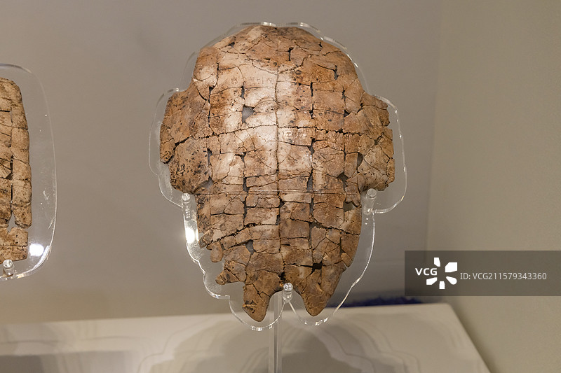 河南安阳殷墟博物馆商"岁祖戊犬一"刻辞卜甲商王武丁时期长20.2宽14.2cm中国社会科学院考古研究图片素材