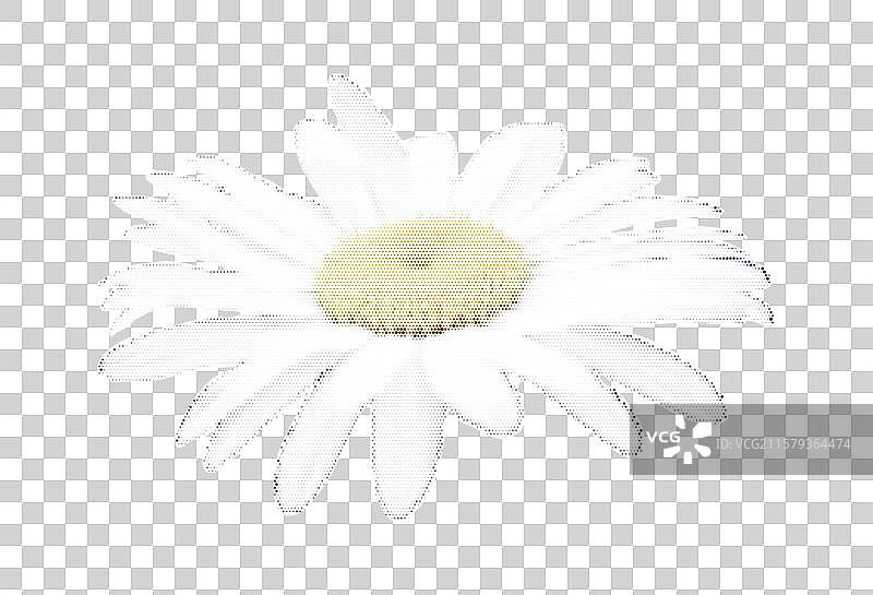 时尚Y2K风格的半色调点状洋甘菊花图片素材