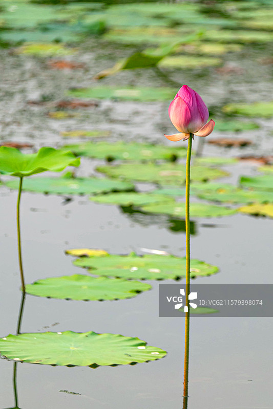 北京 宋庄文化公园 荷花池 蓝天 白云 树 水面 天空 荷花 荷叶  落日 花蕾 莲蓬图片素材