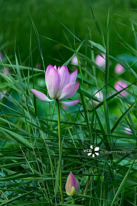 北京 宋庄文化公园 荷花池 水面 天空 荷花 荷叶  落日 花蕾 莲蓬图片素材