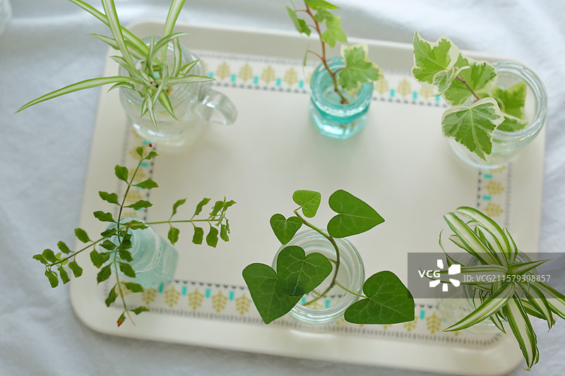 绿叶植物的水培装饰图片素材