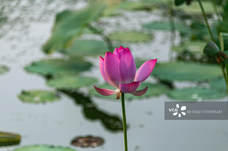 北京 宋庄文化公园 荷花池 水面 天空 荷花 荷叶  落日 花蕾 莲蓬图片素材