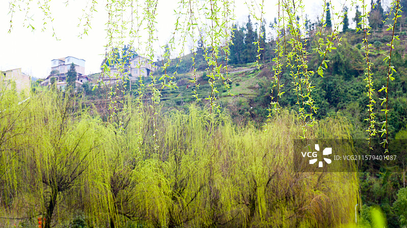 柳树柳枝春天垂柳柳条柳叶杨柳图片素材