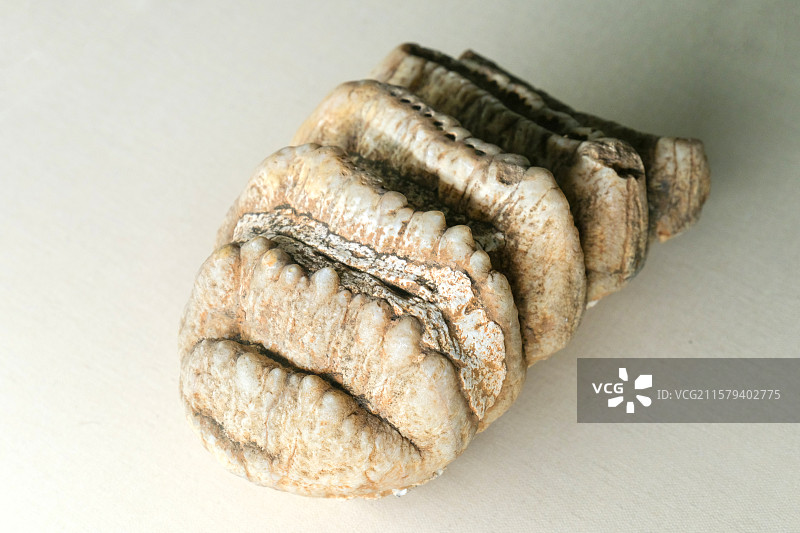 剑齿象臼齿 旧石器时代 道县玉蟾岩遗址出土 中国国家博物馆“古代中国陈列”图片素材