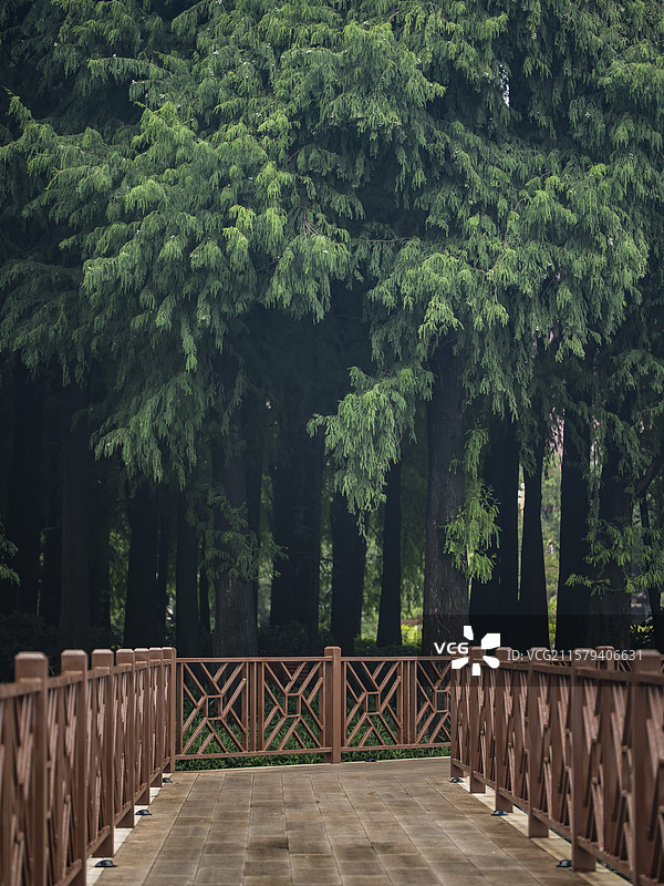 公园树木丛中的空步道图片素材