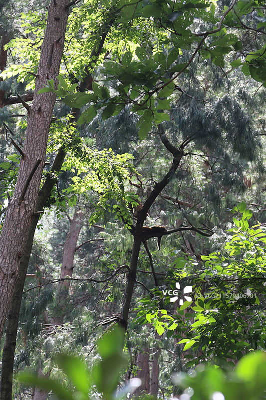 午后，树上的猴，黔灵山公园，贵州省贵阳市图片素材