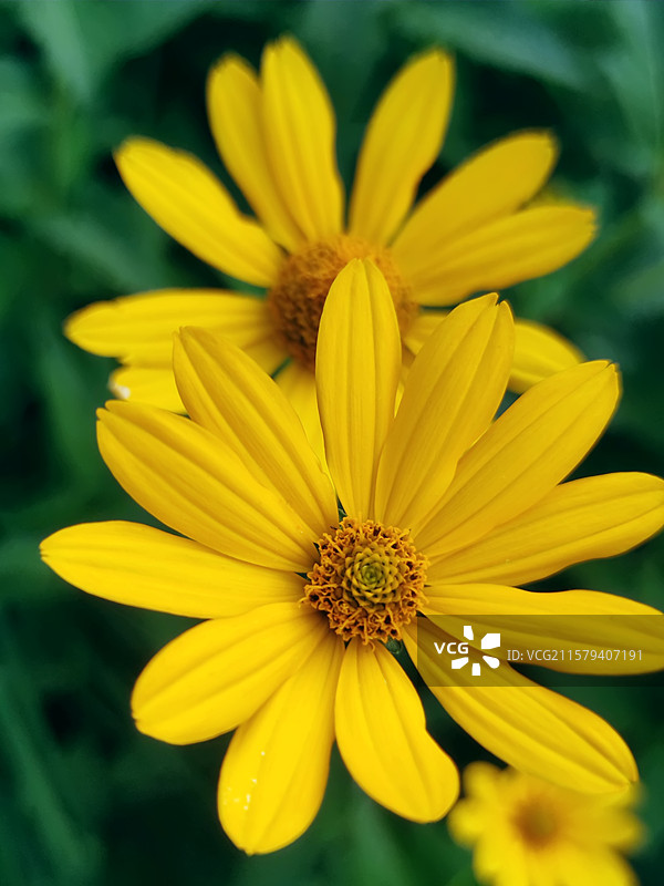 山金车 菊芋 金鸡菊  花 植物 夏天 清新 花头 雏菊图片素材
