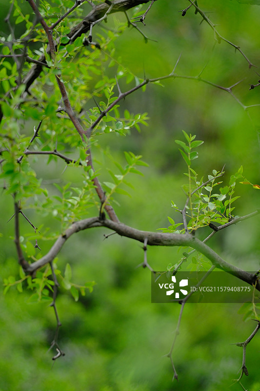 夏天高山上的野生酸枣树枝。绿色高清风景背景图。荆棘图片素材