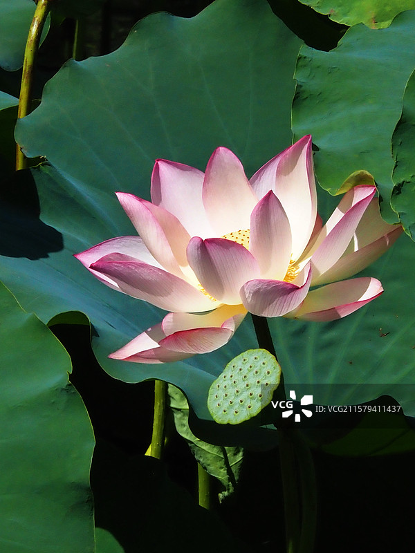 荷与莲图片素材