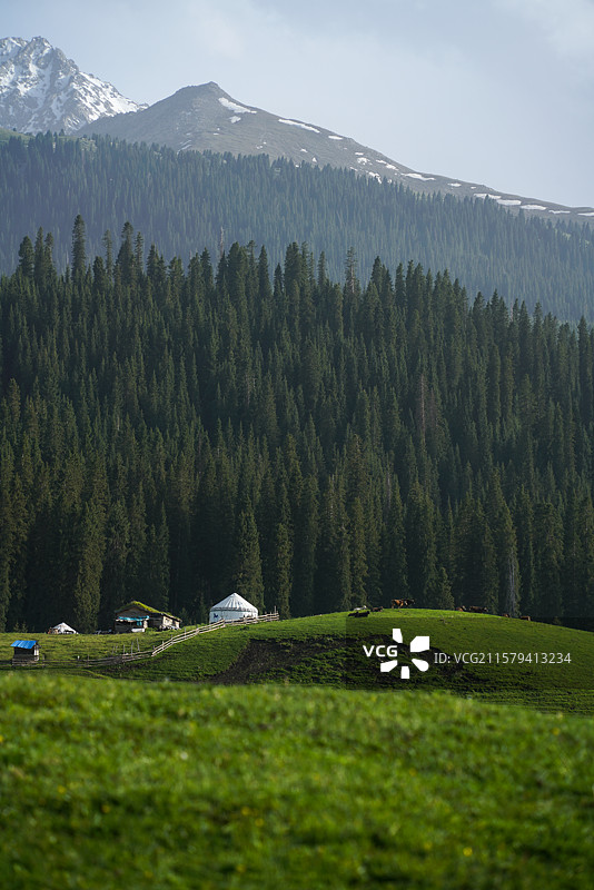 新疆伊犁琼库什台的雪山草原和松林图片素材