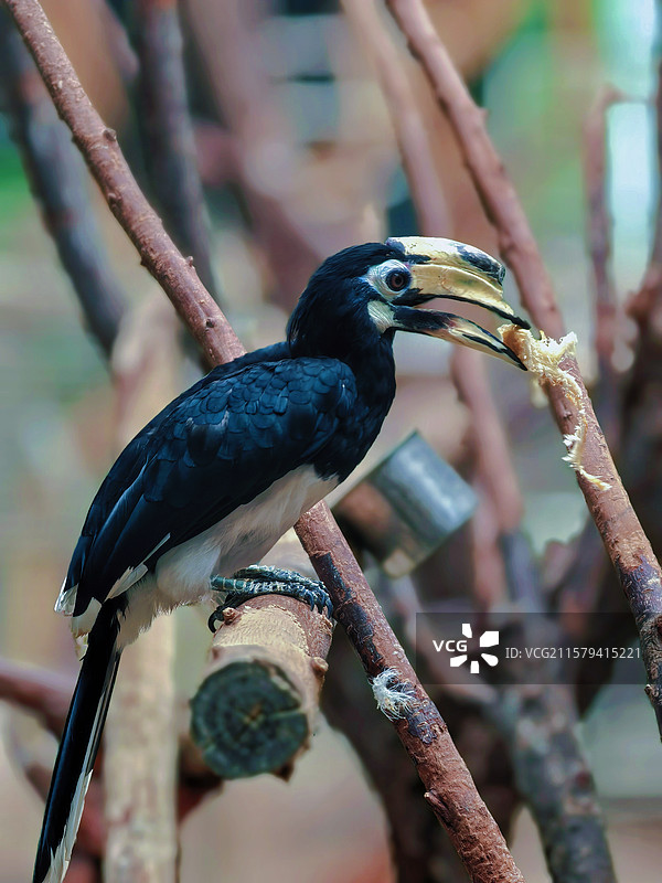 冠斑犀鸟图片素材