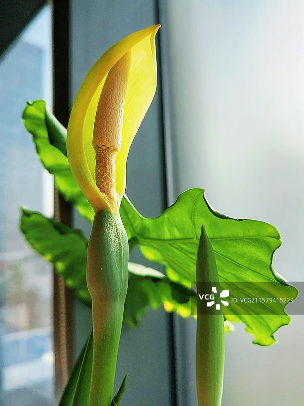 进入禾木景区的盘山公路图片素材