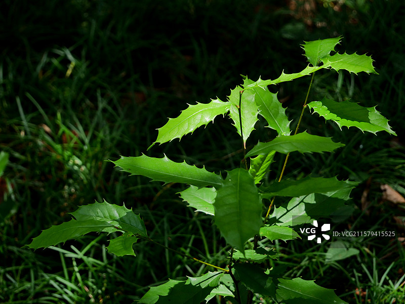 冬青科枸骨狗骨绿色带刺叶子植物商用实拍图片素材