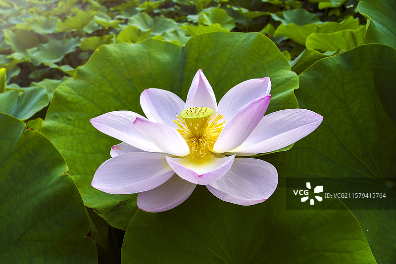 《一尘不染》图片素材