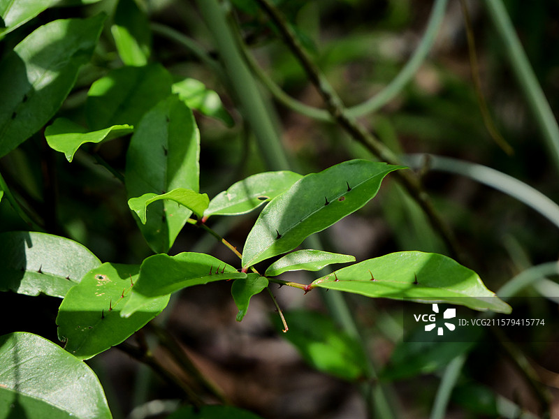 中药草商用实拍图 两面针花椒属绿叶药草带刺植物商用实拍图片素材