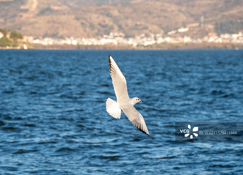 霞光里的海鸥图片素材