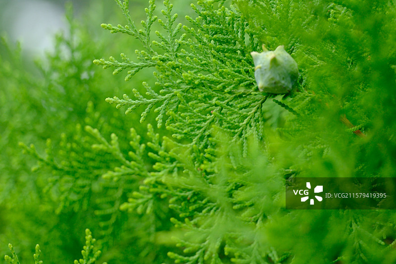 夏天翠绿的侧柏。柏树。侧柏叶。侧柏籽。侧柏果。高清风景绿色背景图图片素材