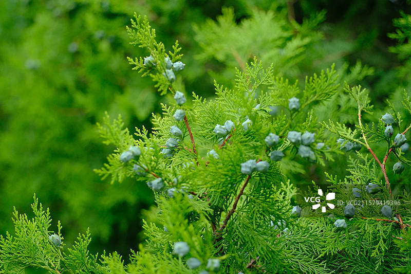 夏天翠绿的侧柏。柏树。侧柏叶。侧柏籽。侧柏果。高清风景绿色背景图图片素材