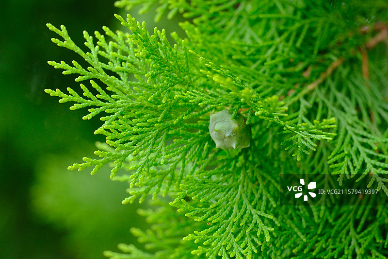 夏天翠绿的侧柏。柏树。侧柏叶。侧柏籽。侧柏果。高清风景绿色背景图图片素材