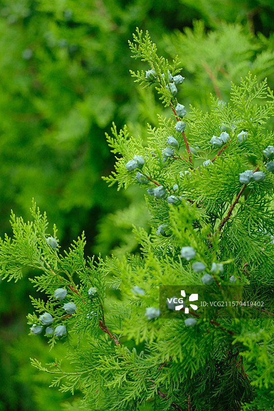 夏天翠绿的侧柏。柏树。侧柏叶。侧柏籽。侧柏果。高清风景绿色背景图图片素材