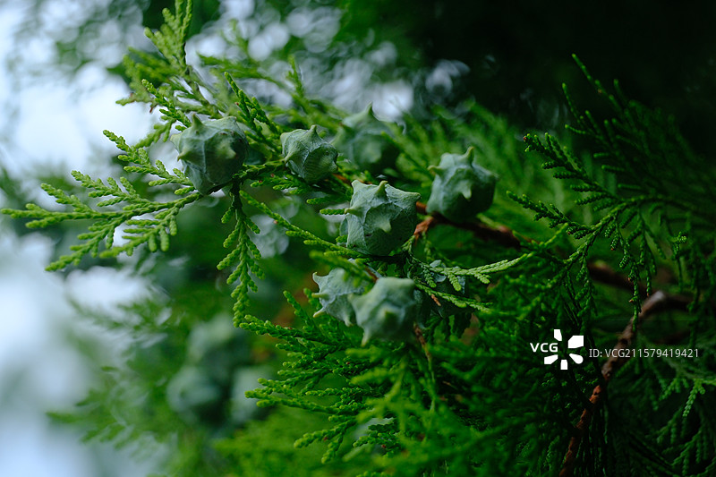 夏天翠绿的侧柏。柏树。侧柏叶。侧柏籽。侧柏果。高清风景绿色背景图图片素材