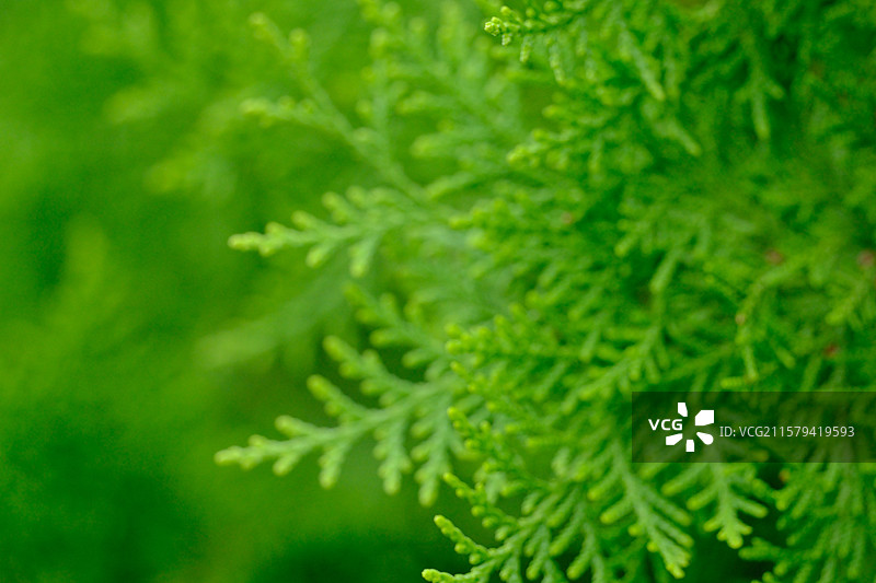 夏天翠绿的侧柏。柏树。侧柏叶。侧柏籽。侧柏果。高清风景绿色背景图图片素材