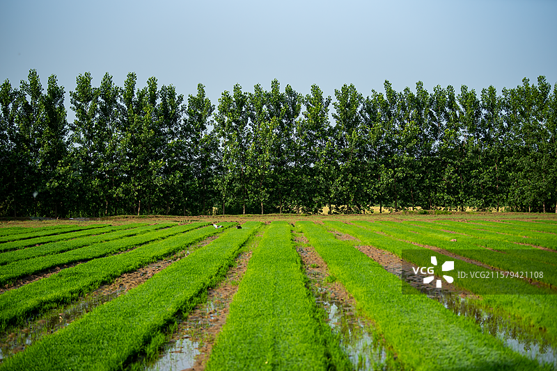 田边的树和田里的秧图片素材