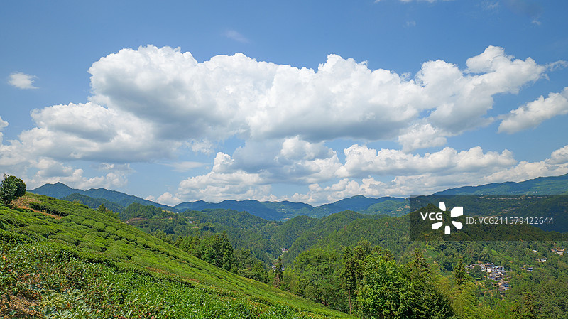 白云蓝天茶园图片素材