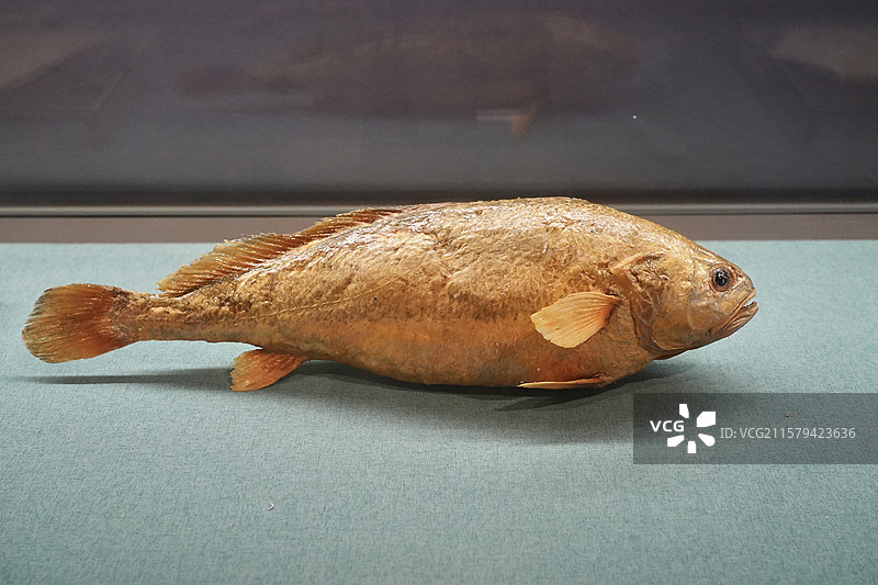 宁德市博物馆藏品现代黄瓜鱼标本图片素材