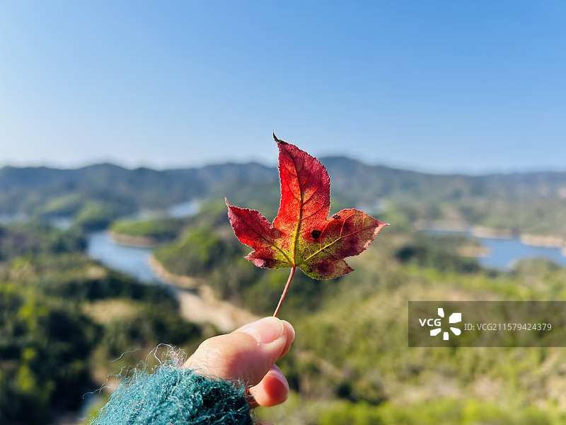 广州的红色枫叶图片素材