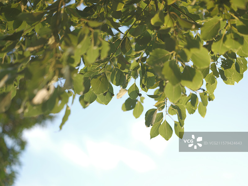 蓝色天空下绿色树叶仰拍特写图片素材